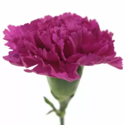 Dianthus ST FARIDA PURPLE 60cm