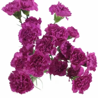 Dianthus ST FARIDA PURPLE 60cm