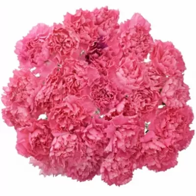 DIANTHUS ST FLAMINGO 65cm