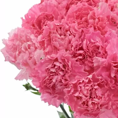 DIANTHUS ST FLAMINGO 65cm