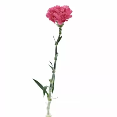 DIANTHUS ST FLAMINGO 65cm