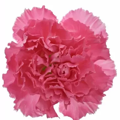 DIANTHUS ST FLAMINGO 65cm