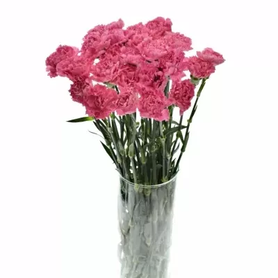 DIANTHUS ST FLAMINGO 65cm