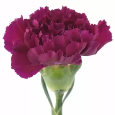 Dianthus ST FLAMINIA VIOLET 60cm