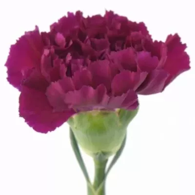 DIANTHUS ST FLAMINIA VIOLET 60cm