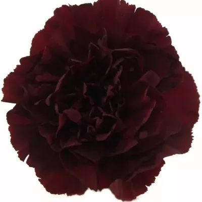 DIANTHUS ST GRACE