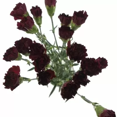 DIANTHUS ST GRACE