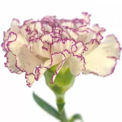 DIANTHUS ST HAPPY GOLEM