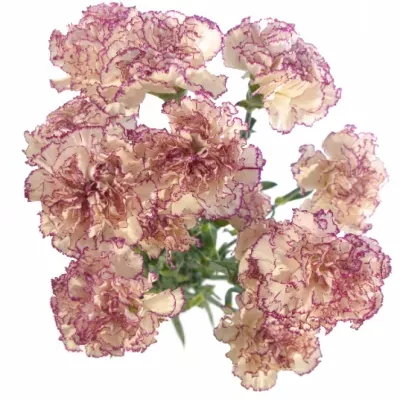 DIANTHUS ST HAPPY GOLEM