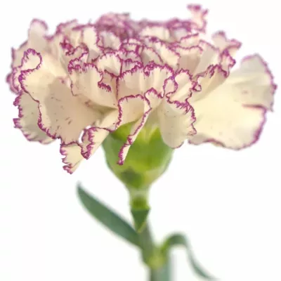 DIANTHUS ST HAPPY GOLEM