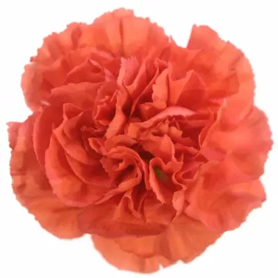 DIANTHUS ST HERMES ORANGE 50cm