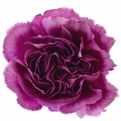 DIANTHUS ST HURRICANE 60cm