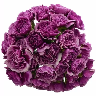 DIANTHUS ST HURRICANE 60cm