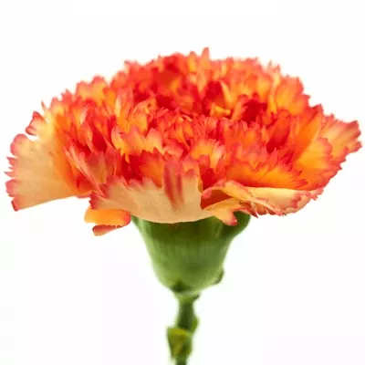 Dianthus ST IVONNE ORANGE 50cm