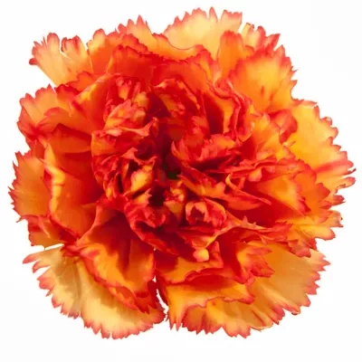 Dianthus ST IVONNE ORANGE 50cm