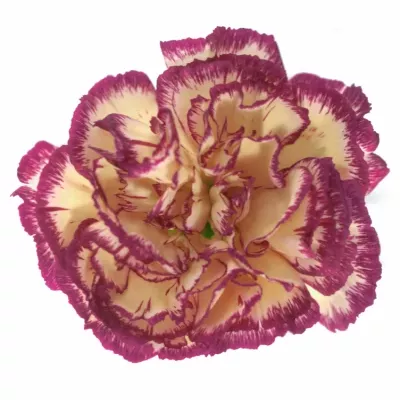 DIANTHUS ST JENNY 50cm