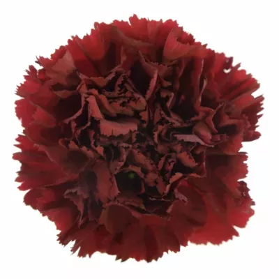 DIANTHUS ST JUNKO