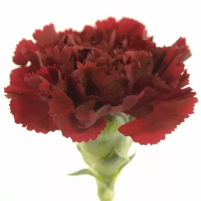 DIANTHUS ST JUNKO