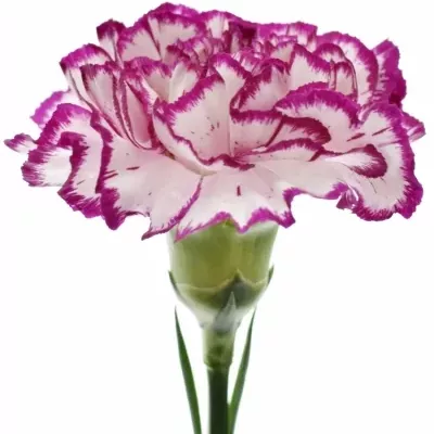 DIANTHUS ST KINO