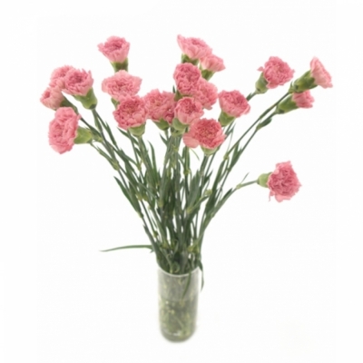 DIANTHUS ST KLEOS