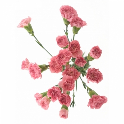 DIANTHUS ST KLEOS