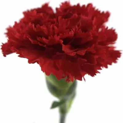 DIANTHUS ST KOOIJ ESKIMO