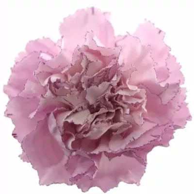 DIANTHUS ST KRISTINA 