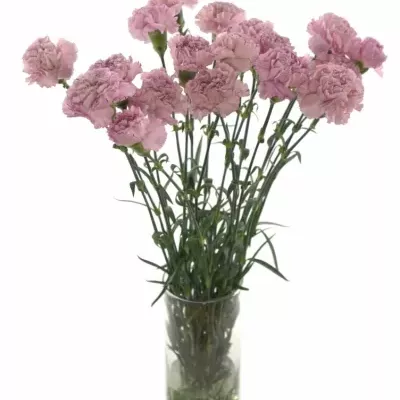 DIANTHUS ST KRISTINA 