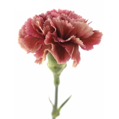 DIANTHUS ST LADY FIESTA 