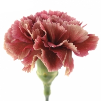 DIANTHUS ST LADY FIESTA 