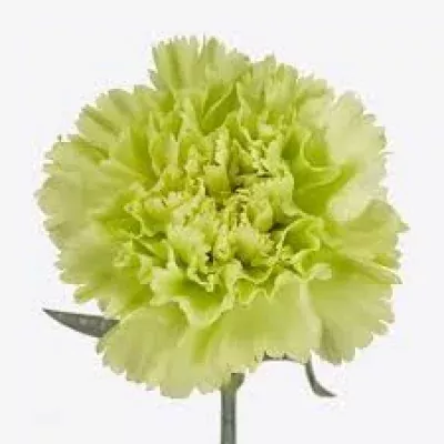 DIANTHUS ST LADY MOE