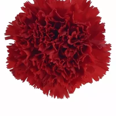 DIANTHUS ST LEOPARDES 65cm