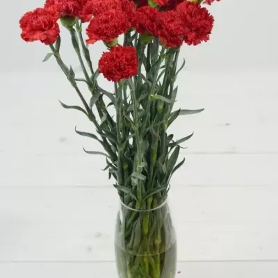 DIANTHUS ST LEOPARDES 65cm