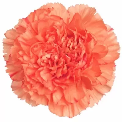 DIANTHUS ST LION KING 45cm