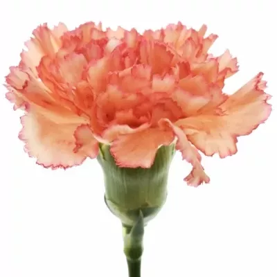 DIANTHUS ST MADAME AUGIER 60cm