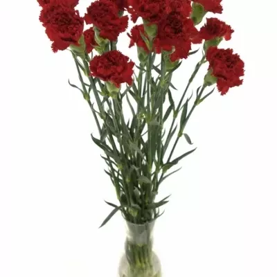 DIANTHUS ST MAGALLANES