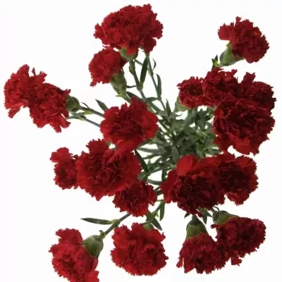 DIANTHUS ST MAGALLANES