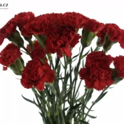 DIANTHUS ST MAGALLANES