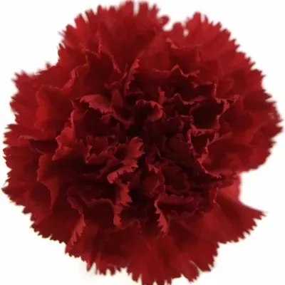 DIANTHUS ST MAGALLANES