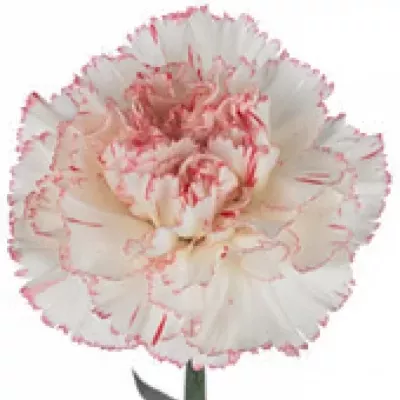 DIANTHUS ST MARIELLE 65cm