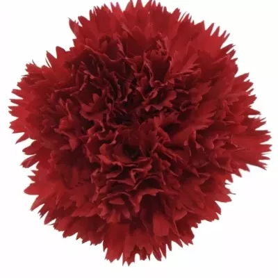 DIANTHUS ST MASTER