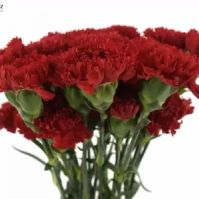 DIANTHUS ST MASTER