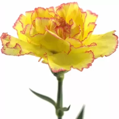 DIANTHUS ST MILKA GIALLO