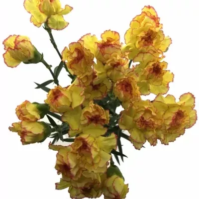 DIANTHUS ST MILKA GIALLO