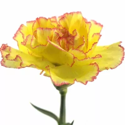 DIANTHUS ST MILKA GIALLO