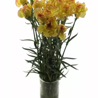 DIANTHUS ST MILKA GIALLO