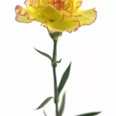 DIANTHUS ST MILKA GIALLO