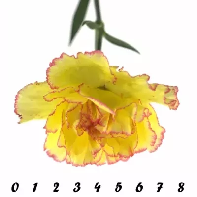 DIANTHUS ST MILKA GIALLO