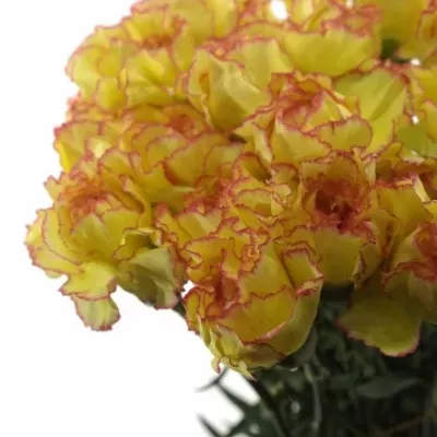 DIANTHUS ST MILKA GIALLO