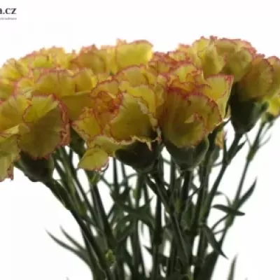 DIANTHUS ST MILKA GIALLO